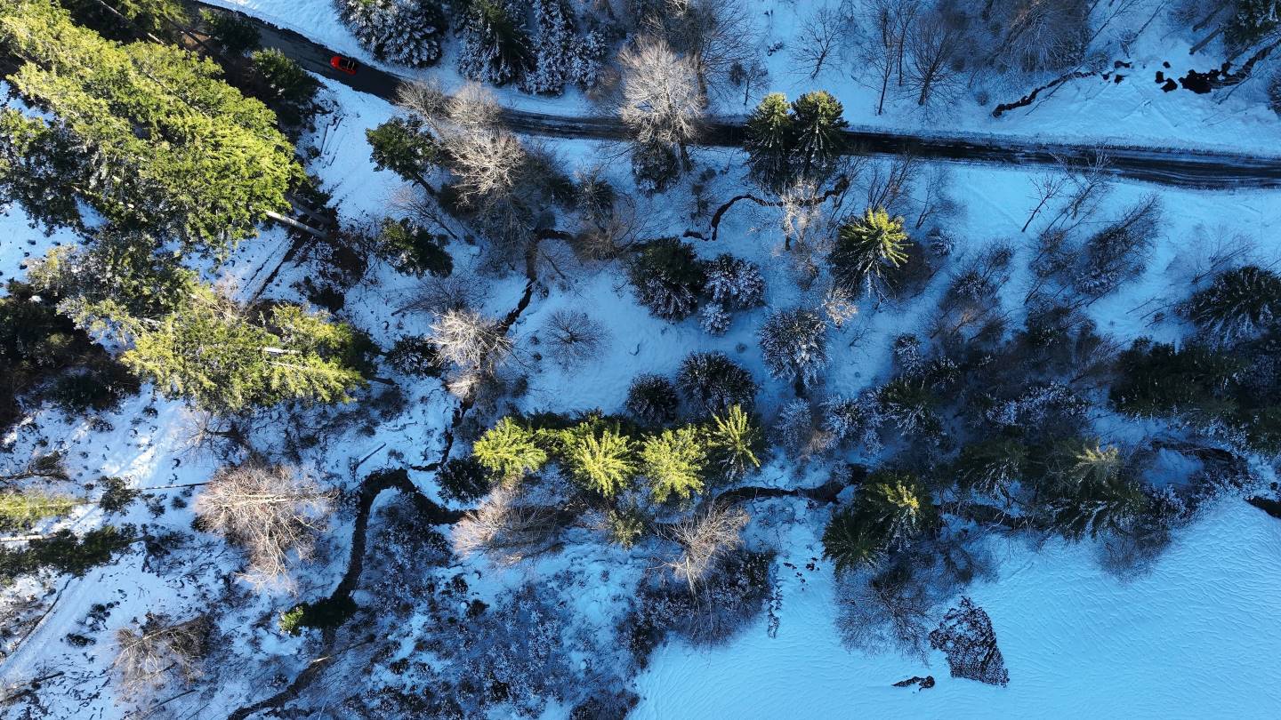 Vinterlandskab med en vej mellem træerne