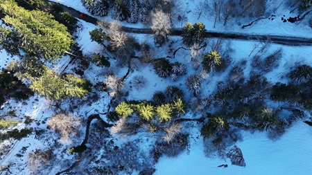 Vinterlandskab med en vej mellem træerne